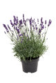 Lavendel 'Lavendula angustifolia' 17 cm potte 